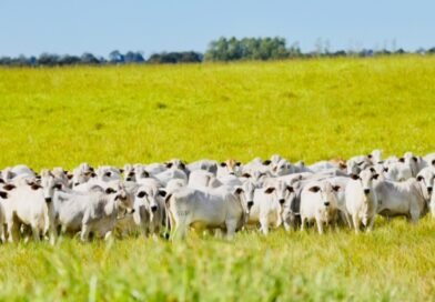 Estratégia de suplementação adequada potencializa ganhos durante o período das águas