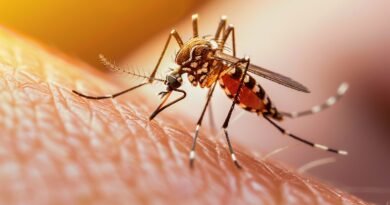 Por que ondas de calor e chuvas intensas criam o cenário perfeito para surtos de dengue?