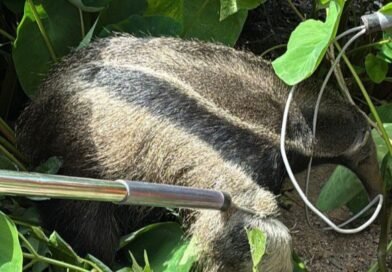 Campo Belo: Captura de tamanduá na comunidade Porto dos Mendes