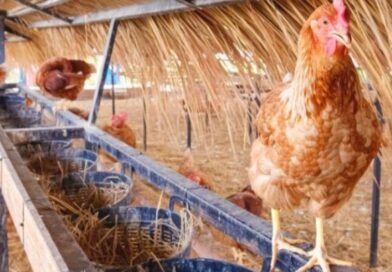 Greve das Galinhas e impacto da quaresma no bolso