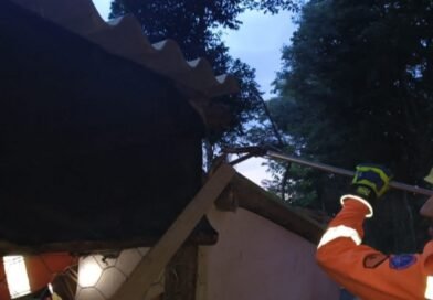 Captura de Animal Silvestre Perigoso na rodovia MGC 369