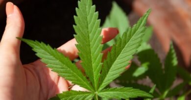 Canabidiol pode reduzir crises em epilepsias refratárias, mas uso deve ser criterioso, explica médico