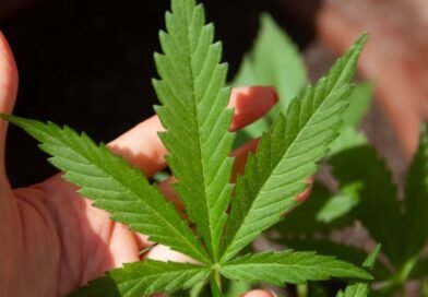 Canabidiol pode reduzir crises em epilepsias refratárias, mas uso deve ser criterioso, explica médico