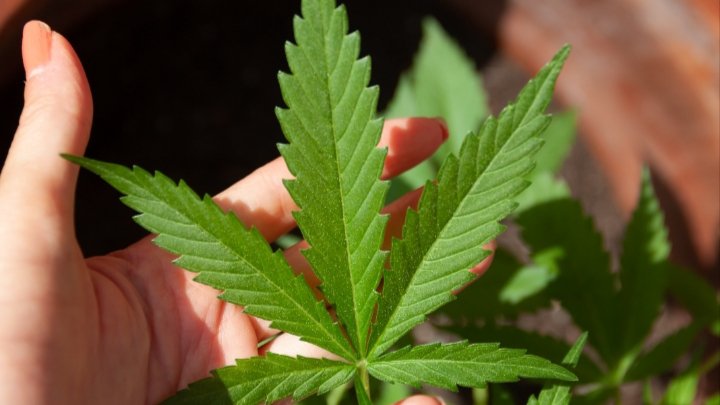 Canabidiol pode reduzir crises em epilepsias refratárias, mas uso deve ser criterioso, explica médico