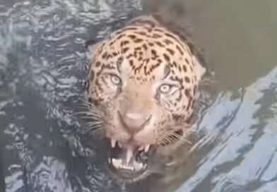 Olha ela aí, a famosa onça-pintada ficou presa, e CBMMT foram acionados