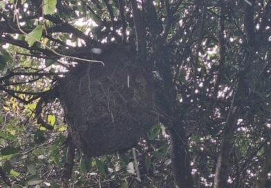 Abelhas atacam e matam equinos em Ibertioga (assista o vídeo)