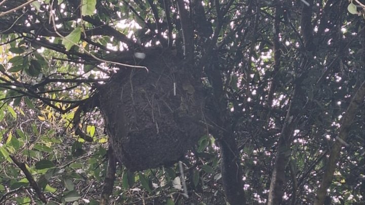 Abelhas atacam e matam equinos em Ibertioga (assista o vídeo)