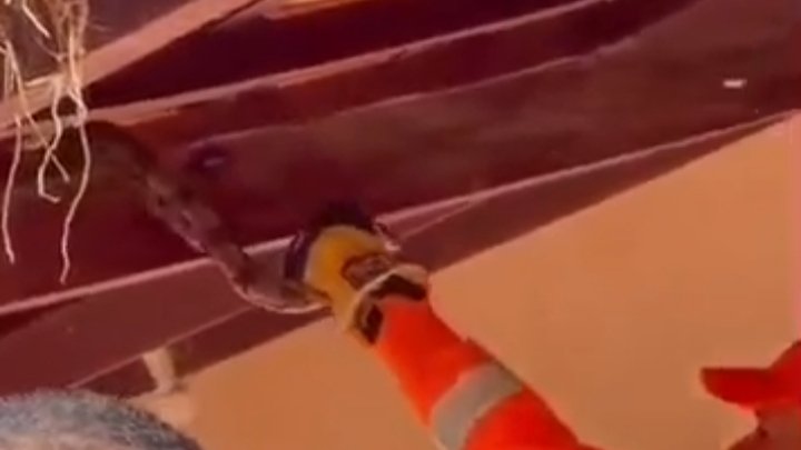 FORMIGA: Captura de Animal Silvestre, Serpente (Assista o Vídeo).