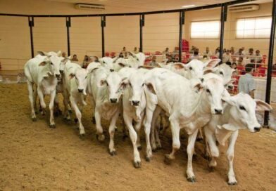 São Gonçalo promove 18º Leilão de Gado de Leite e Corte no dia 28 de março
