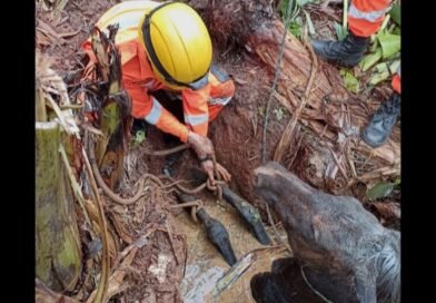 TRÊS CORAÇÕES: SALVAMENTO DE CAVALO EM CISTERNA (ASSISTA AO VÍDEO)