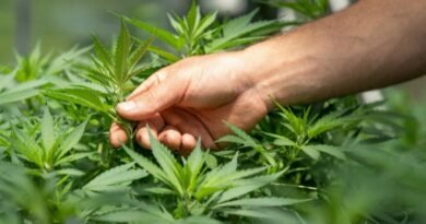 CBD e a barreira do primeiro frasco: o custo invisível de adiar o novo