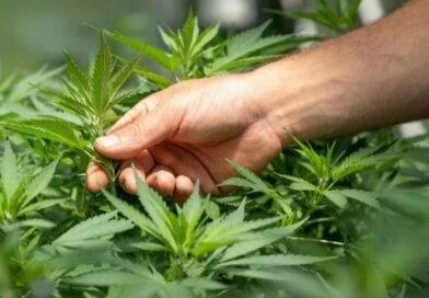 CBD e a barreira do primeiro frasco: o custo invisível de adiar o novo