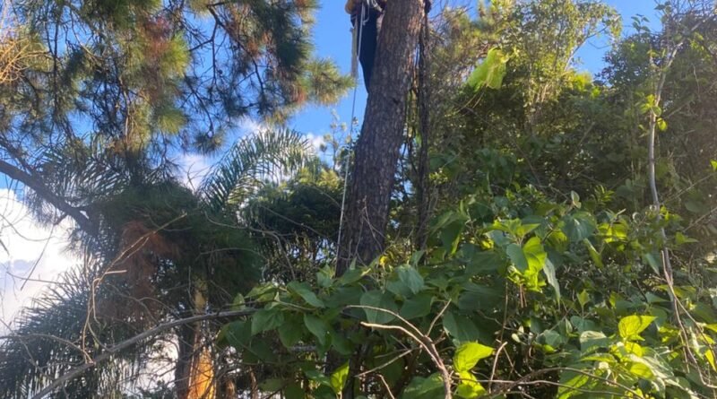 Santa Rita do Sapucaí MG: CBMMG acionado para resgatar piloto de paraglider (vídeo)