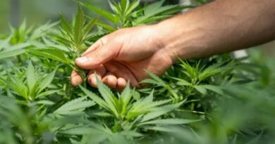 Dor crônica concentra maior parte dos tratamentos com cannabis medicinal no Brasil