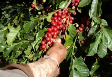 Colheita e pós-colheita definem qualidade e valor do café brasileiro, aponta especialista