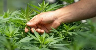 Médico lista cinco condições em que o canabidiol pode ajudar