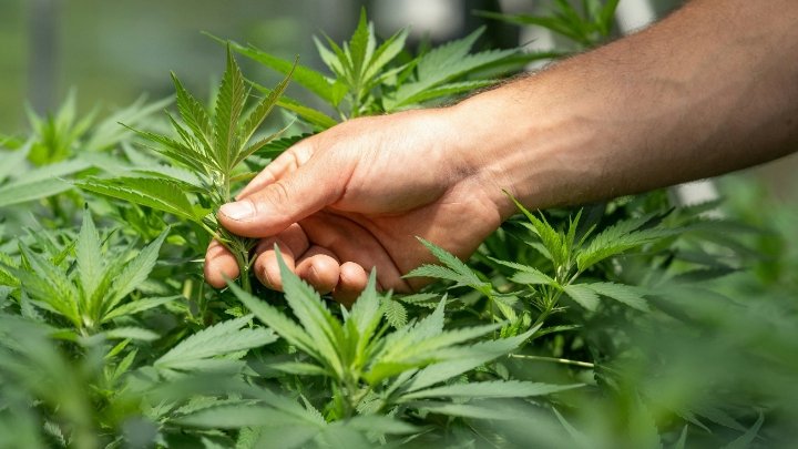 Médico lista cinco condições em que o canabidiol pode ajudar