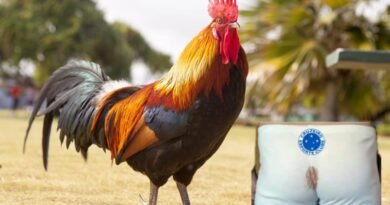 Galão da Massa, amassa o Cruzeiro e se afasta da Zona