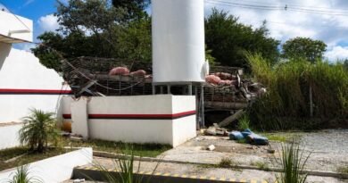 SÃO JOSÉ DA LAPA: caminhão carregado de suínos capotou, havia um casal de venezuelanos no veículo, a mulher que estava grávida morreu