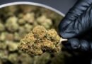 Anvisa simplifica prescrição de produtos à base de Cannabis e especialista aponta impacto no acesso e na pesquisa científica