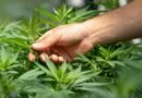 Cannabis medicinal: flexibilização favorece pacientes e pesquisa científica