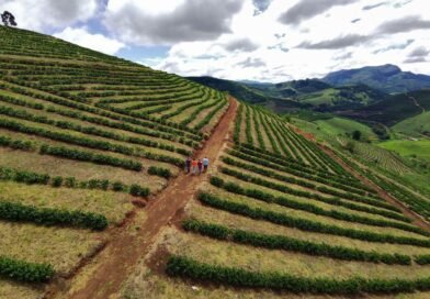 Expectativa de boa safra derruba preços do café em Minas Gerais