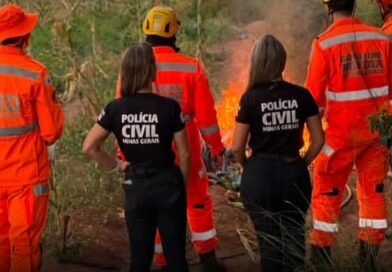 PCMG destrói plantação com mais de 30 mil pés de cannabis em Coronel Murta