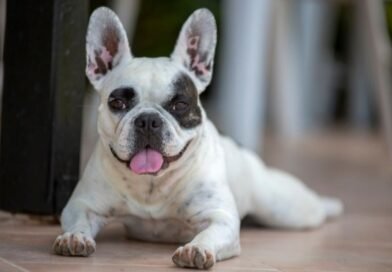 Cão recebido como presente deve ficar com ex-esposa