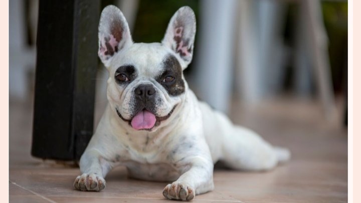 Cão recebido como presente deve ficar com ex-esposa