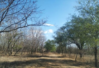 Carta aberta defende recaatingamento como solução mundial contra a desertificação