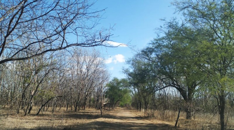 Carta aberta defende recaatingamento como solução mundial contra a desertificação