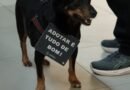 Carrefour Contagem recebe campanha de adoção responsável de cães e gatos