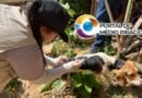 São Gonçalo inicia campanha de vacinação antirrábica em agosto