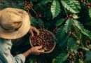 Caged: Café impulsiona mercado de trabalho em maio e pequenos negócios criam quase 10 mil empregos em Minas Gerais