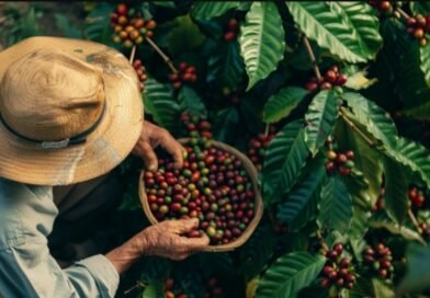 Caged: Café impulsiona mercado de trabalho em maio e pequenos negócios criam quase 10 mil empregos em Minas Gerais