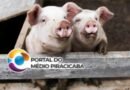 Maiores empresas da indústria suína entram em novo ciclo de prestação de contas para relatório nacional sobre bem-estar animal