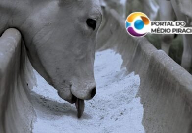 Connan apresentará inovações para pecuária de cria durante o BeefDay 2026
