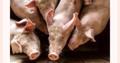 Gran Corte anuncia primeira política de bem-estar animal para suínos após meses de diálogo Gran Corte anuncia primeira política de bem-estar animal para suínos após meses de diálogo