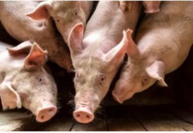 Gran Corte anuncia primeira política de bem-estar animal para suínos após meses de diálogo