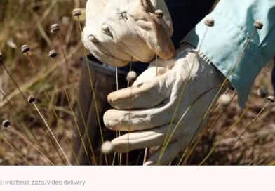 Em Minas Gerais, pesquisadores redescobrem plantas consideradas extintas pela ciência há mais de três décadas 