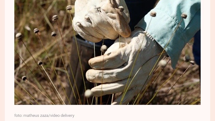 Em Minas Gerais, pesquisadores redescobrem plantas consideradas extintas pela ciência há mais de três décadas 