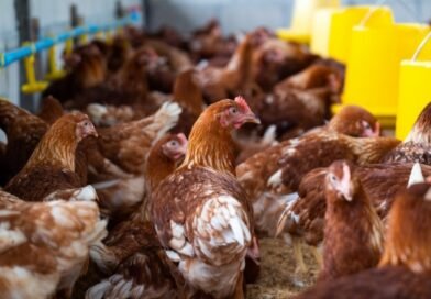 Morte de milhares de aves devido a quedas de energia gera indenização, CEMIG foi condenada