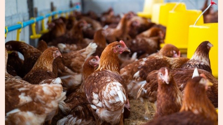 Morte de milhares de aves devido a quedas de energia gera indenização, CEMIG foi condenada