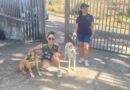 Prefeitura de João Monlevade vacina quase 8.500 cães e gatos durante Campanha de Vacinação Antirrábica