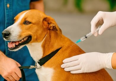 São Gonçalo realiza repescagem da vacinação de cães e gatos durante o mês de outubro