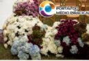 Crisântemos sem perfume conquistam novos mercados na decoração
