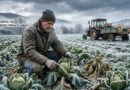 Inverno de 2026: como o frio e a instabilidade do clima afetam a produção agrícola e o preço dos alimentos