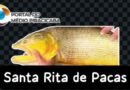 Peixe Dourado de aproximadamente 40 kilos foi pescado em Santa Rita de Pacas