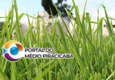 Pasto verde não é sinônimo de dieta equilibrada para a recria