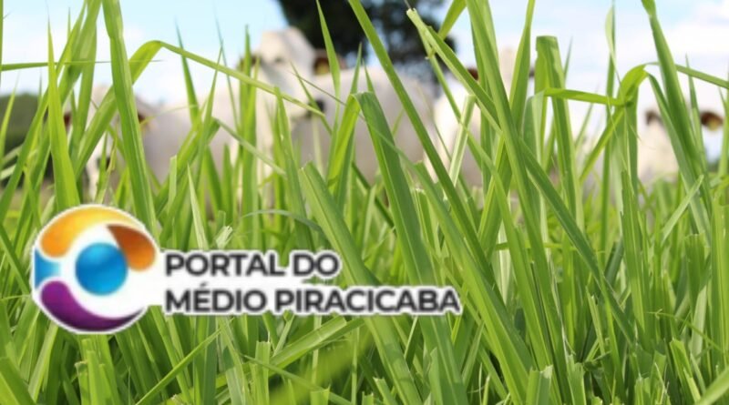 Pasto verde não é sinônimo de dieta equilibrada para a recria